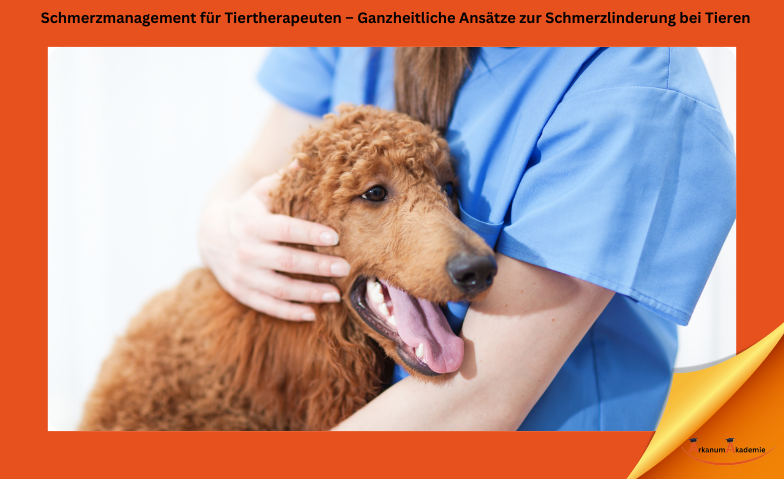 Schmerzmanagement für Tiertherapeuten – Ganzheitliche Ansätze zur Schmerzlinderung bei Tieren